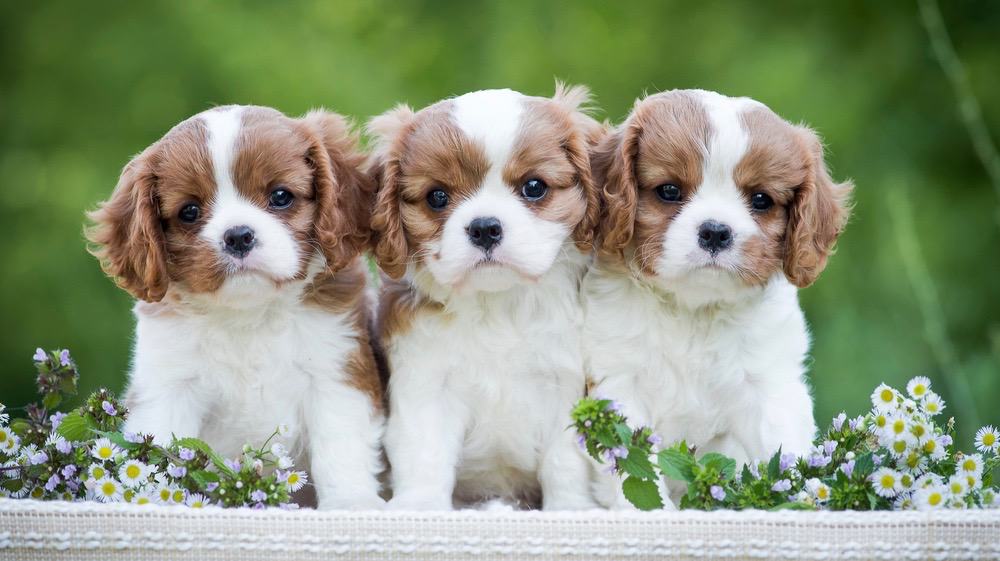how many litters can a cavalier king charles spaniel have