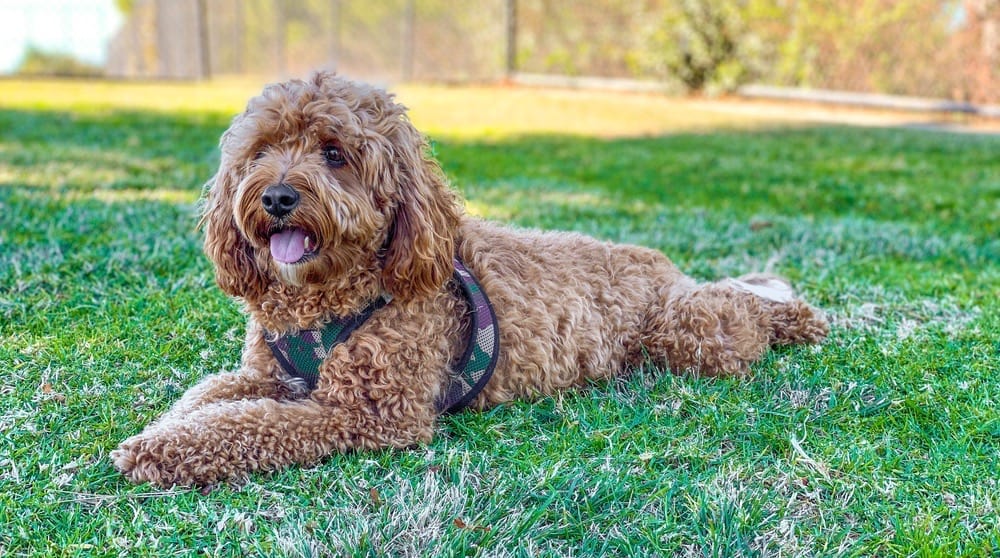 best puppy food for a cavapoo