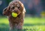 How Much To Feed Cavapoo Puppy