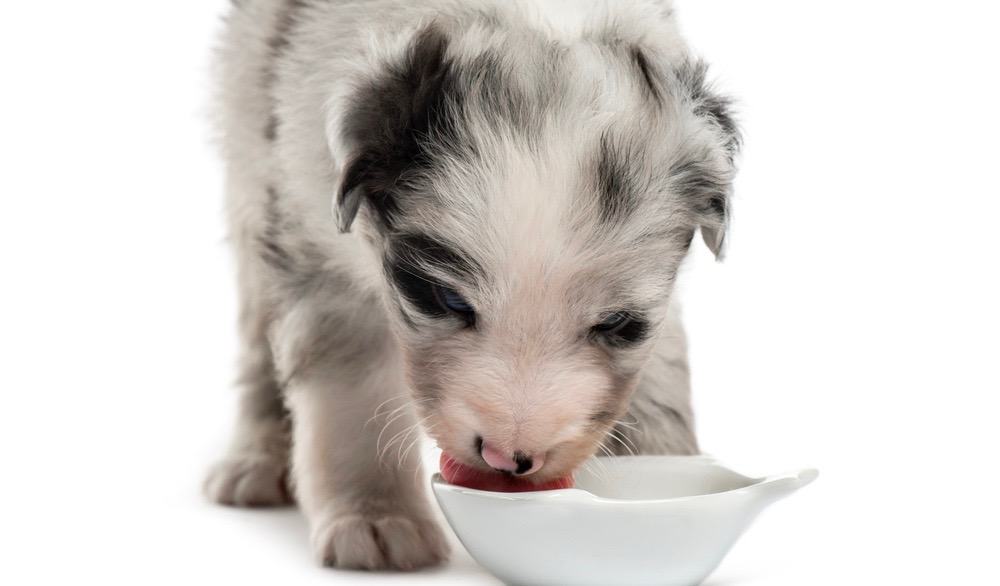 How Much To Feed Mini Aussie Shepherd Puppy 