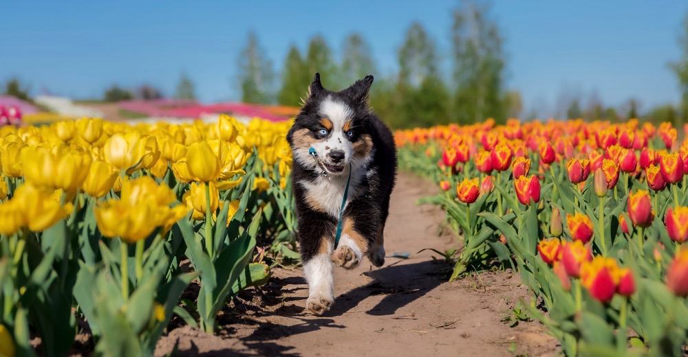 how-much-to-feed-a-mini-australian-shepherd-puppy