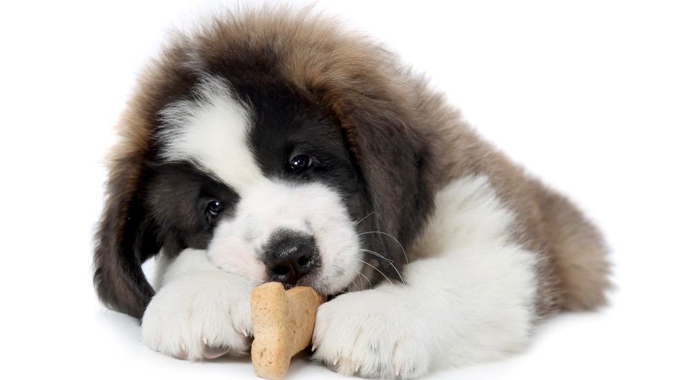 How Much To Feed Saint Bernard Puppy
