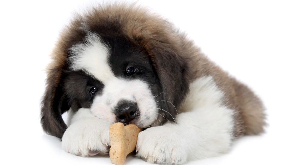 my saint bernard puppy is not eating