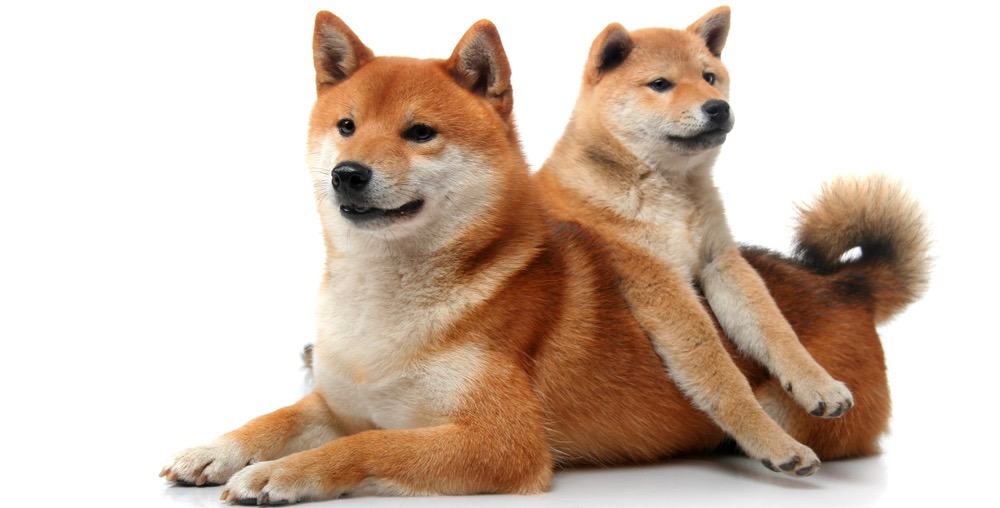 How Much To Feed Shiba Inu 