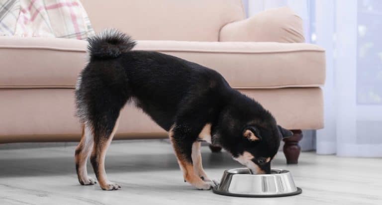 How Much To Feed A Shiba Inu Puppy – Shiba Inu Feeding Chart