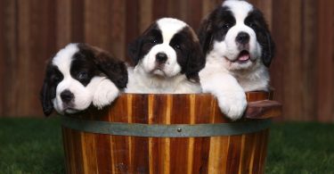How Much To Feed St Bernard Puppy