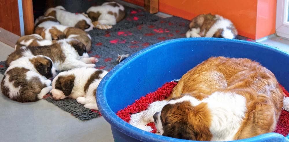 How Much To Feed St Bernard Puppy Daily