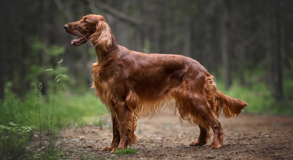 Irish Setter Fully Grown