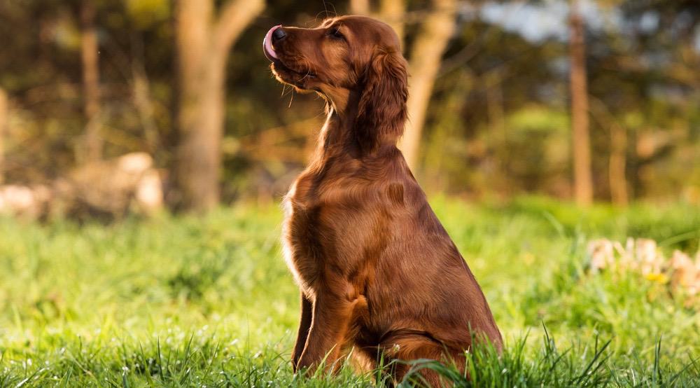 Irish Setter Growth