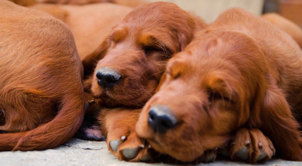 Irish Setter Puppy Growth Chart