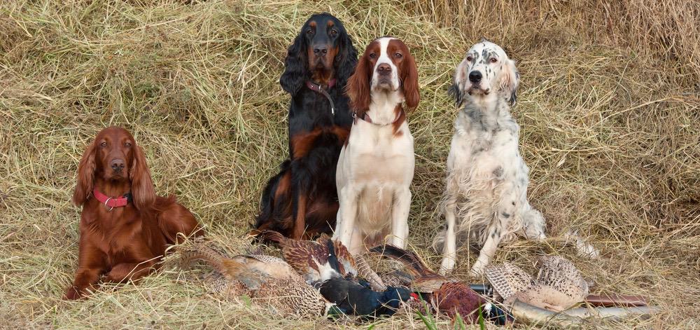 Irish Setter Weight Chart