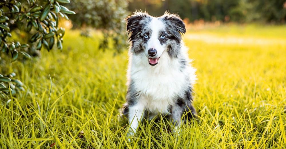 Mini Aussie Breeders