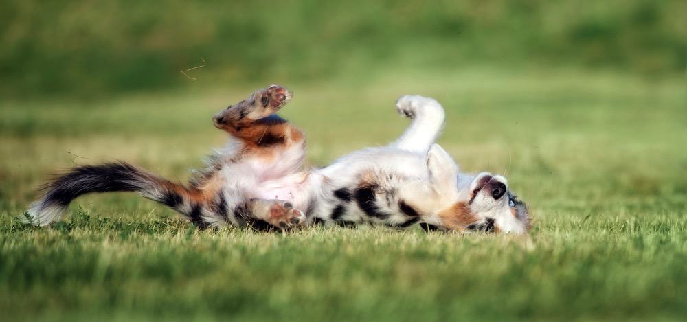 Mini Aussie Feeding