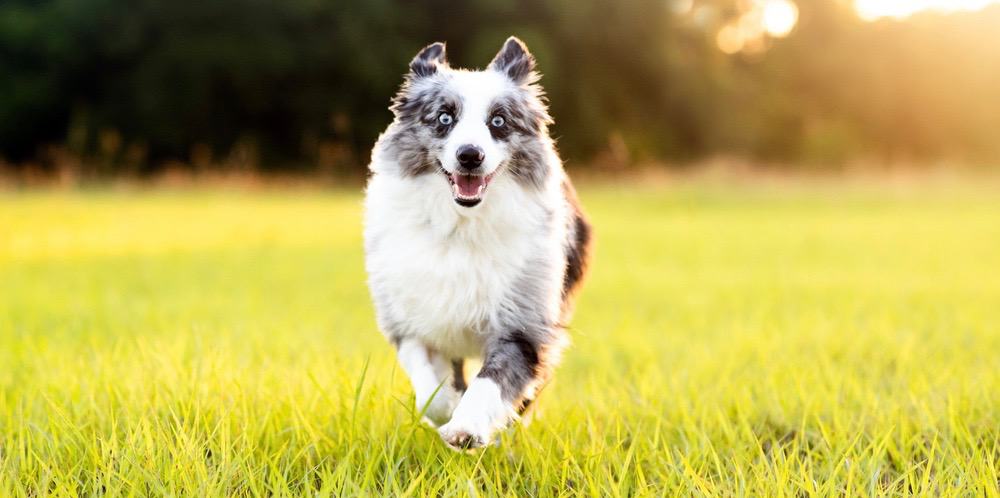 Mini Aussie Feeding Schedule