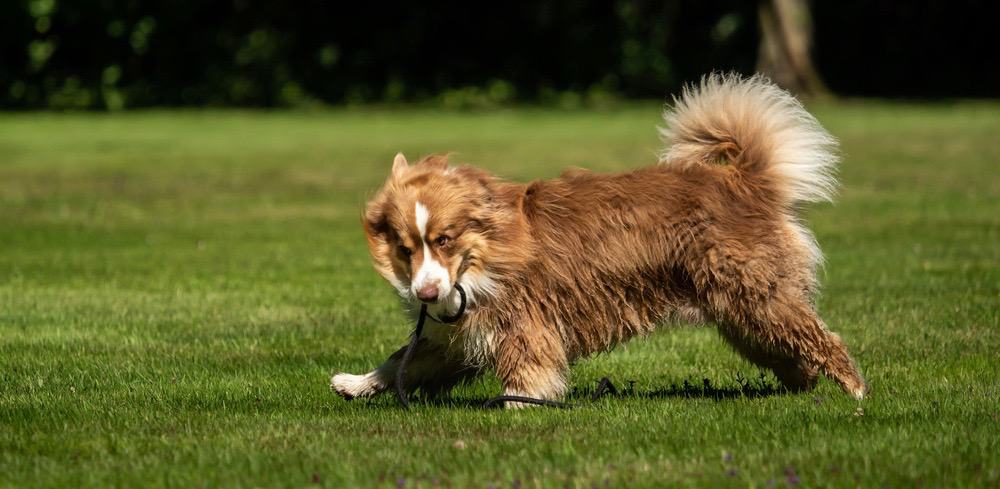 Mini Aussies For Sale