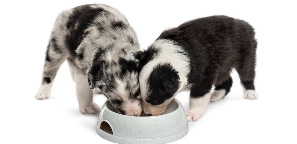 Mini Australian Shepherd Puppy Feeding Chart