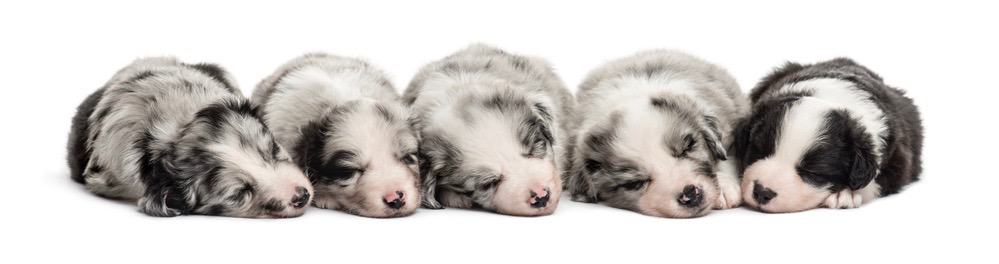 Mini Australian Shepherd Puppy Food