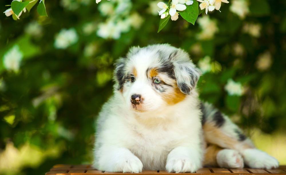 Mini Australian Shepherds Breeders