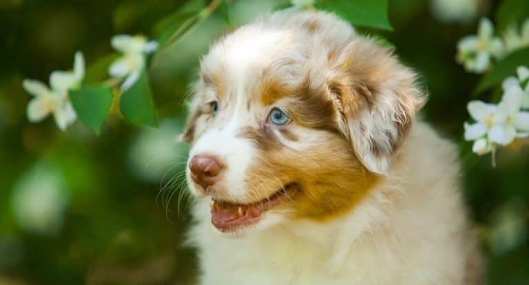Mini Australian Shepherd Breeders – Mini Australian Shepherd Puppies For Sale
