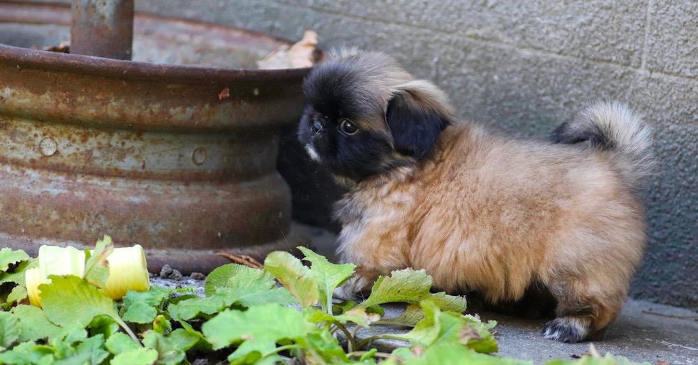 Pekingese Growth Chart