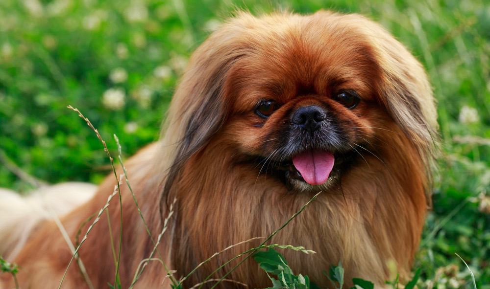 are bones easily digested by a pekingese