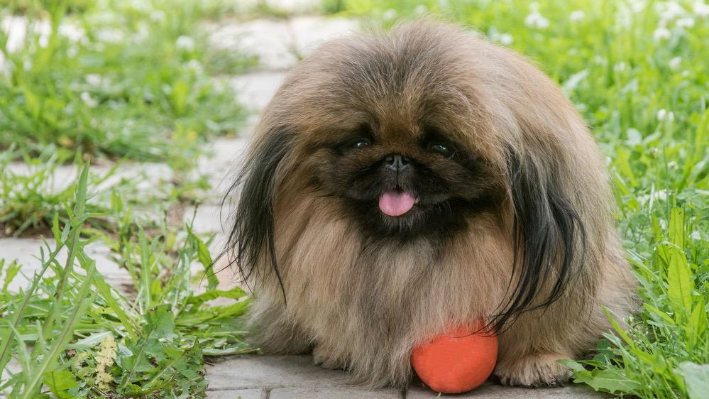 Pekingese Height Chart