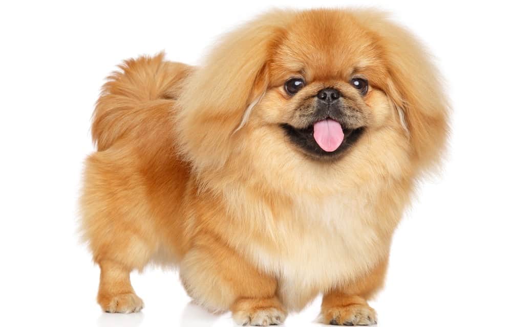 are bones easily digested by a pekingese