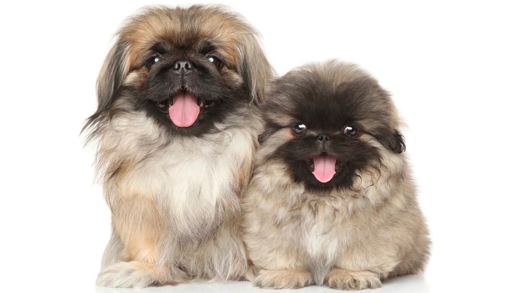 Pekingese Puppy Weight Chart