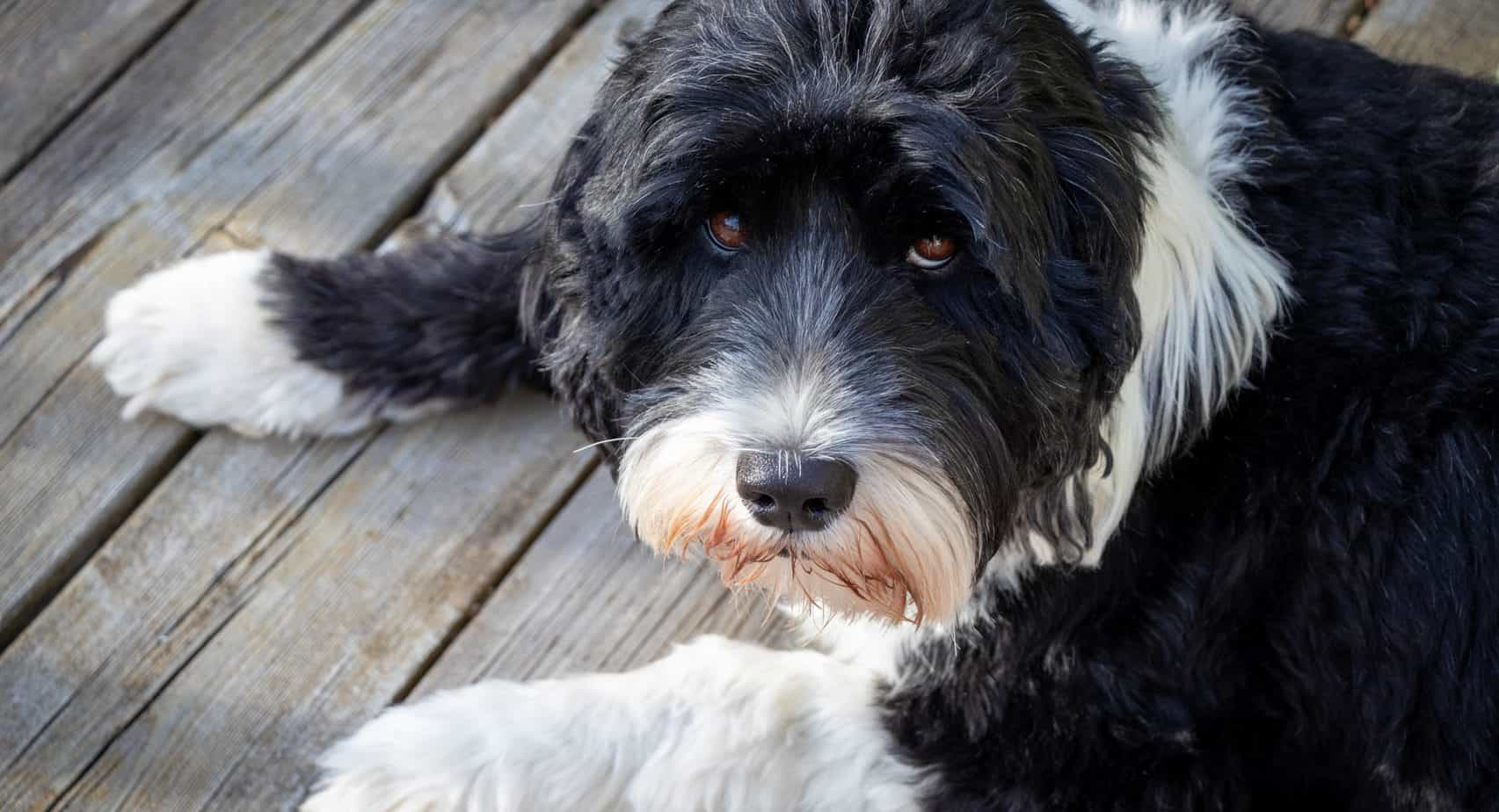 Portuguese Water Dog Development