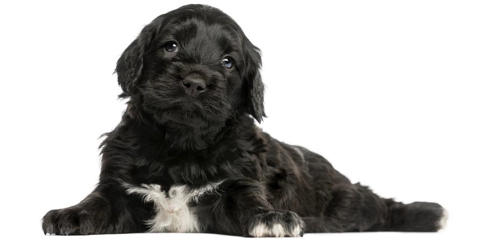 Portuguese Water Dog Fully Grown