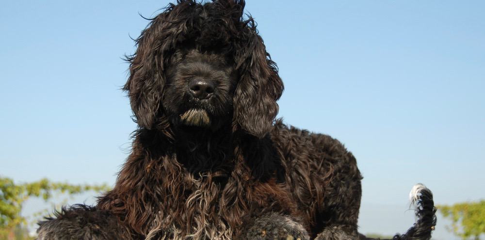 Portuguese Water Dog Growth 