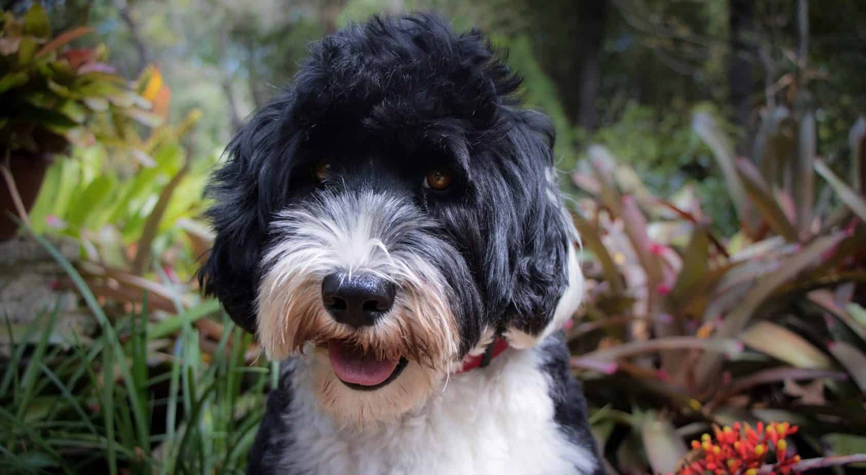 Portuguese Water Dog Weight Chart