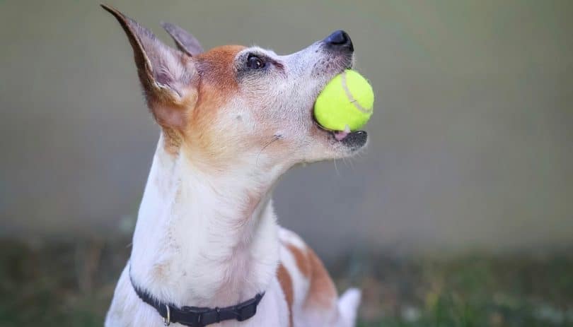 rat-terrier-growth-chart-size-weight-chart-top-dog-advisor