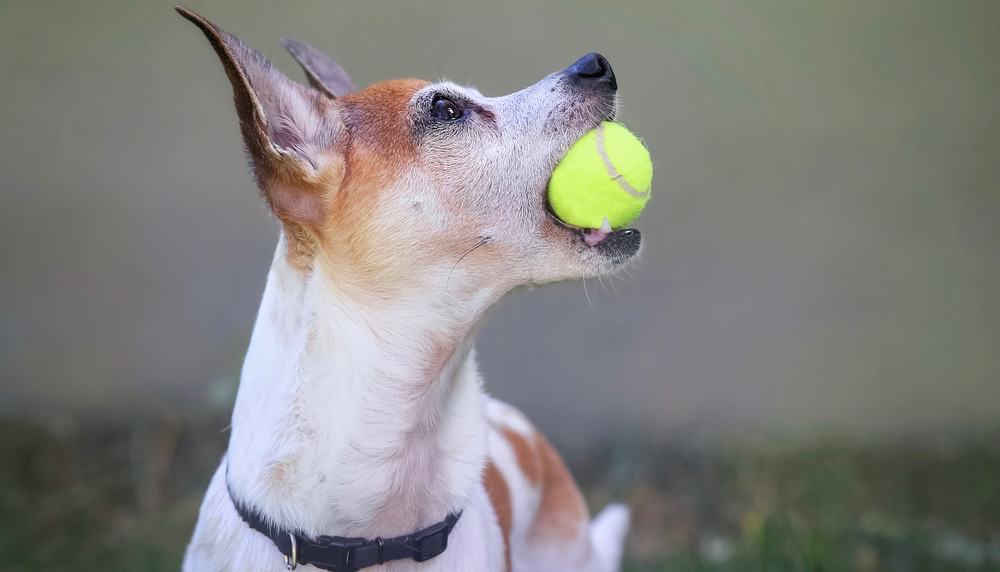 at what age is a rat terrier full grown