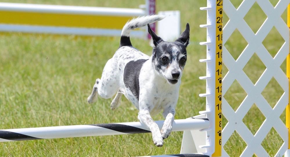 Rat Terrier Diet