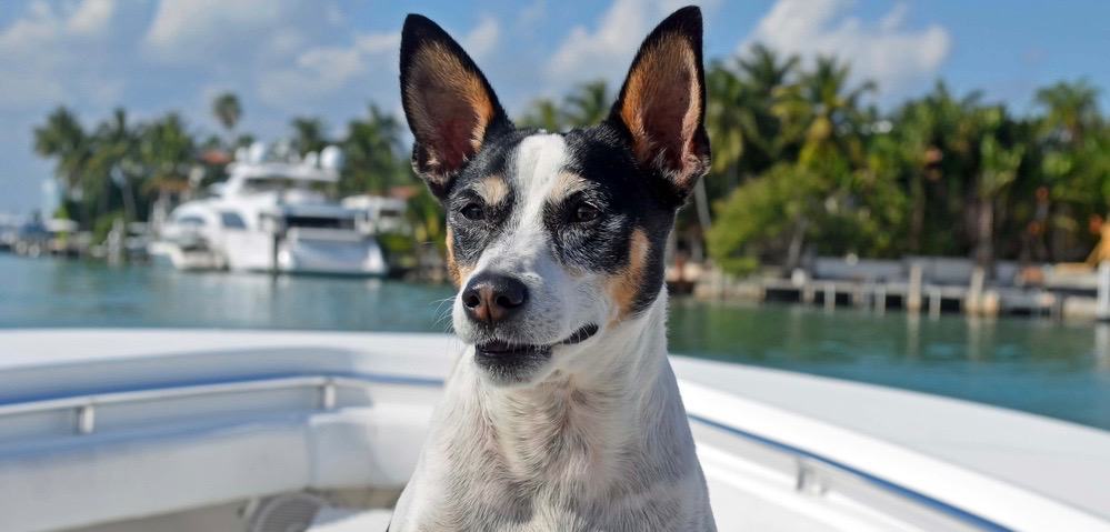 Rat Terrier Puppy Growth Chart