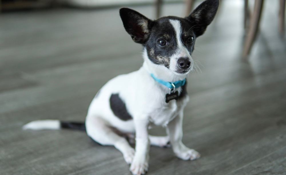 at what age is a rat terrier full grown