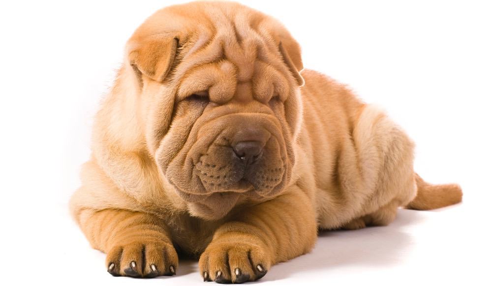 Shar Pei Development