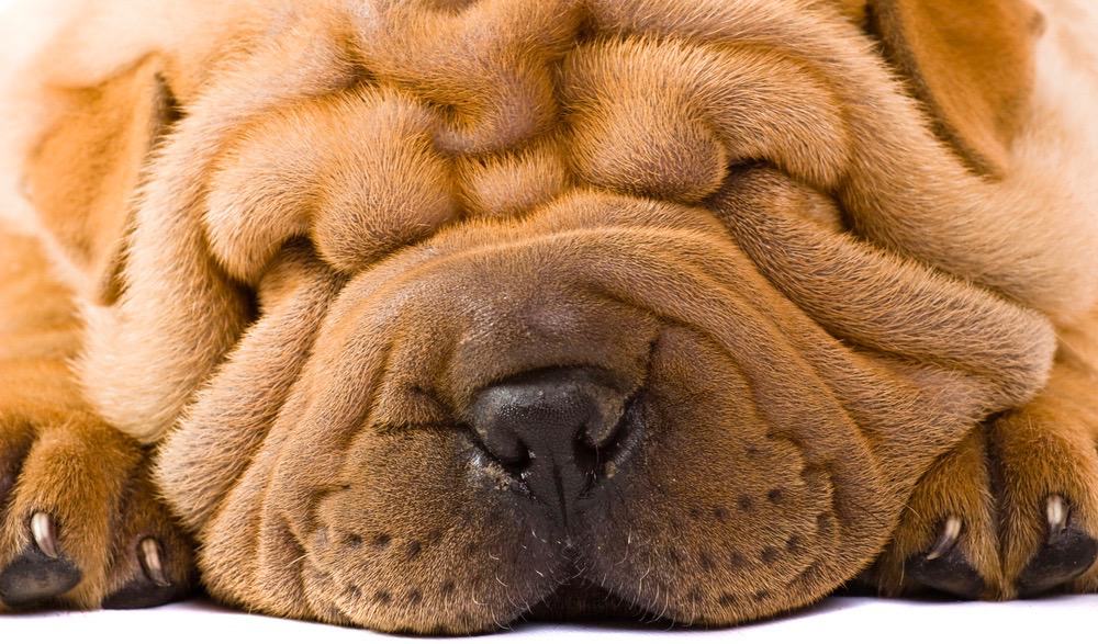 Shar Pei Diet