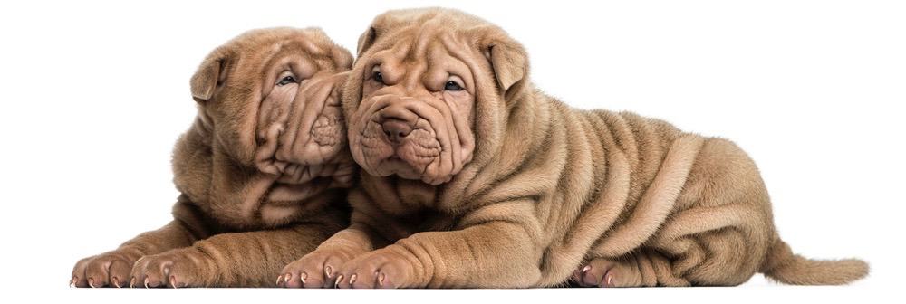 Shar Pei Fully Grown