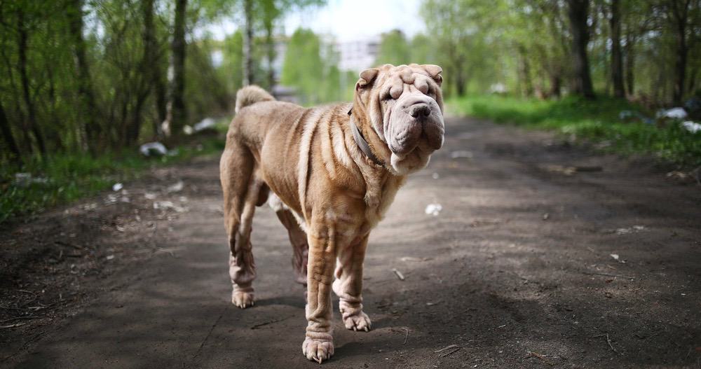 Shar Pei Puppy Growth