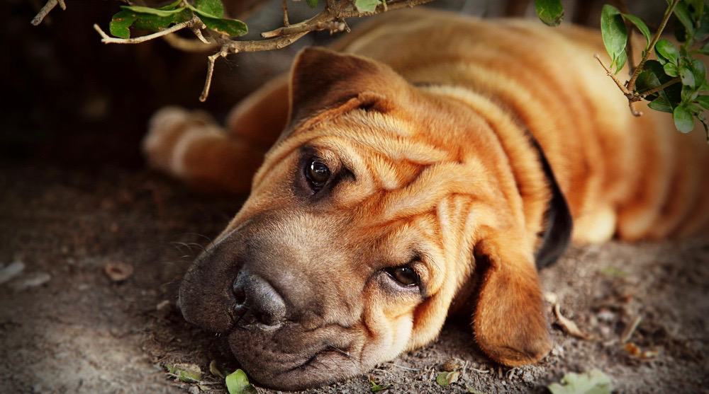 Shar Pei Puppy Growth Chart