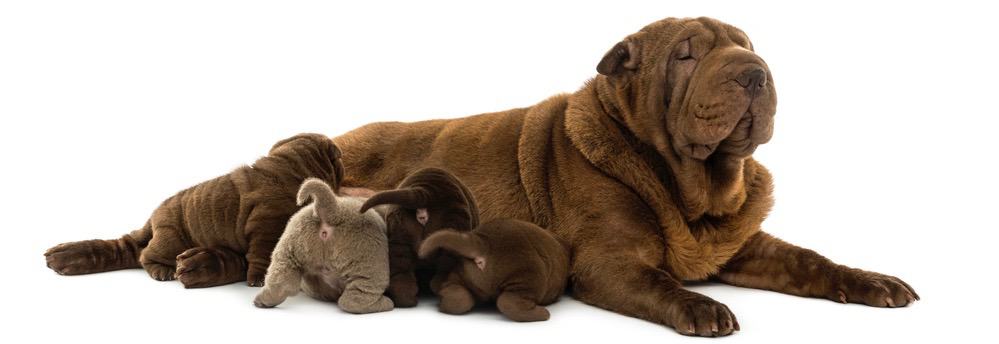 Shar Pei Puppy Weight Chart