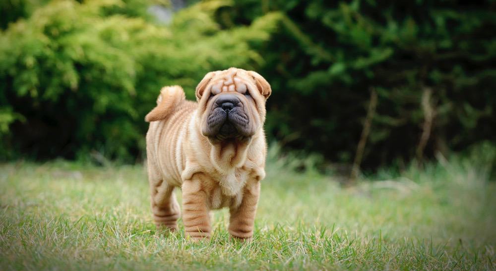 Shar Pei Weight Chart