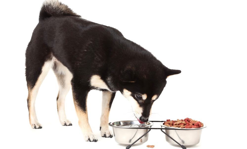 Shiba Inu Best Food