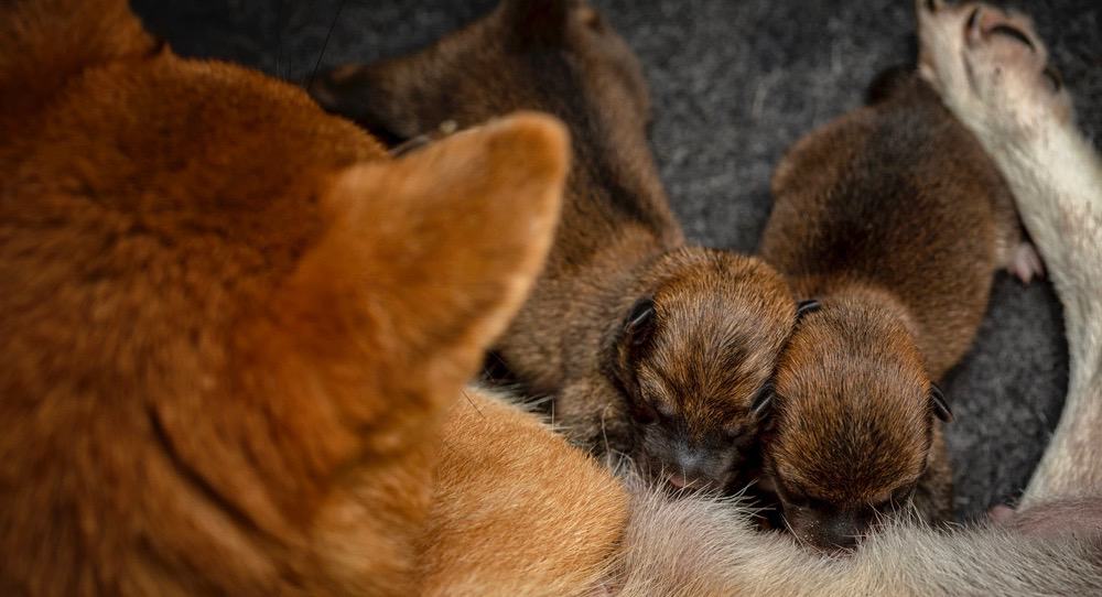 Shiba Inu Feeding