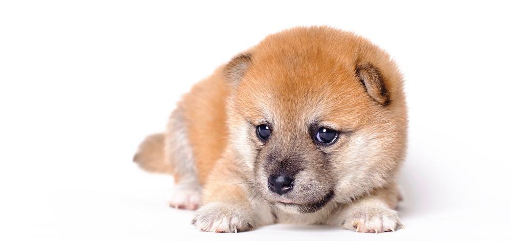 Shiba Inu Feeding Chart