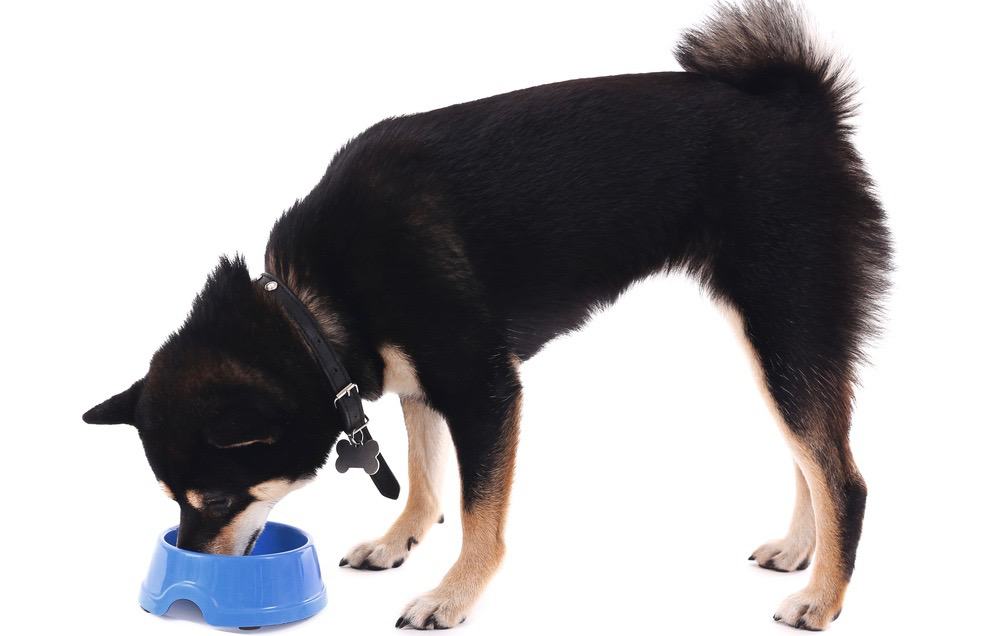 Shiba Inu Feeding Schedule