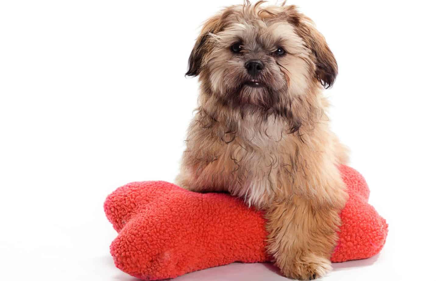 Shih Poo Fully Grown