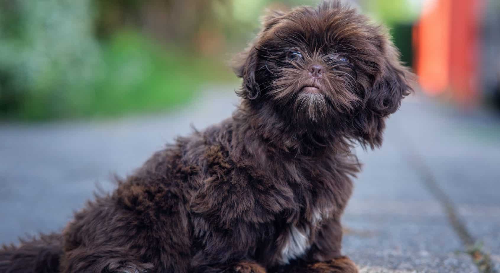  Shih Poo Growth Chart